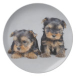 Yorkies Party Plate