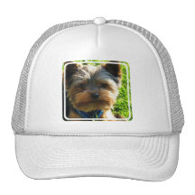 Yorkshire Terrier Baseball Hat