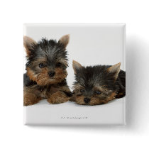 Yorkshire Terrier Pinback Button