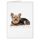 Yorkshire terrier greeting cards