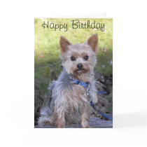 Yorkshire Terrier Card