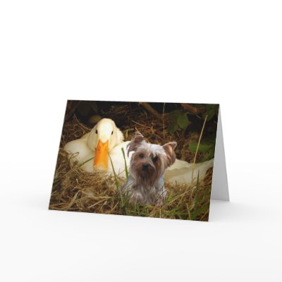 Yorkshire Terrier Card With Duck by normagolden