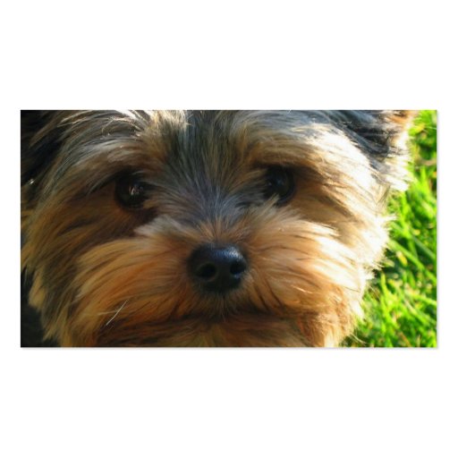 Yorkshire Terrier Dog Business Card (back side)