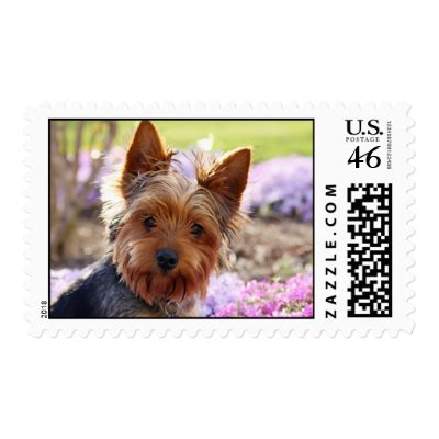 Yorkshire Terrier dog photo postage stamp