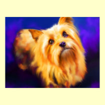 Yorkshire Terrier Fine Art Print
