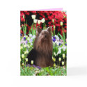 Yorkshire Terrier & Flowers cards by arenasfoxterrier Yorkshire Terrier & Flowers cards