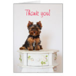 Yorkshire Terrier Greeting Card