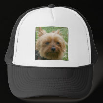 Yorkshire Terrier hats