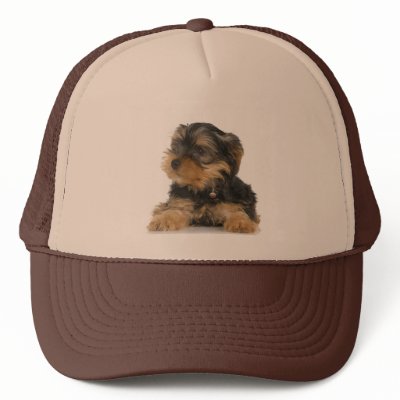 Yorkshire Terrier Hat by petpupz