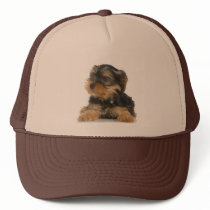 Yorkshire Terrier Hat