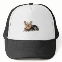 Yorkshire terrier hats