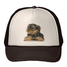 Yorkshire Terrier Hat