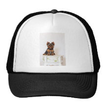 Yorkshire Terrier Hats
