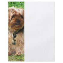 Yorkshire Terrier in Park Full Color Flyer