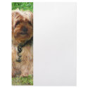 Yorkshire Terrier in Park letterhead