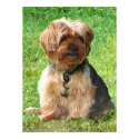 Yorkshire Terrier in Park print