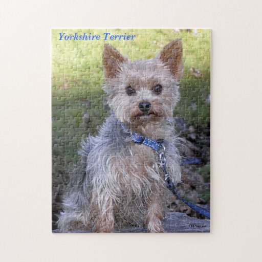 puzzle yorkshire terrier