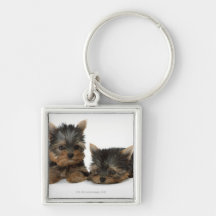 Yorkshire Terrier Keychains