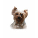 Yorkshire Terrier Kids T-Shirt by normagolden Yorkshire Terrier Kids T-Shirt