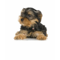 Yorkshire Terrier Ladies Fitted T-Shirt by petpupz Yorkshire Terrier Ladies Fitted T-Shirt