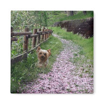 Yorkshire Terrier Magnet by normagolden Yorkshire Terrier Magnet