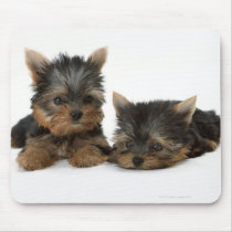 Yorkshire Terrier Mousepad