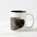 Yorkshire Terrier Mugs