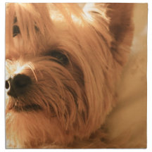 Yorkshire Terrier Napkins