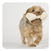 Yorkshire Terrier on white background walking Stickers