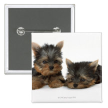 Yorkshire Terrier Pinback Button