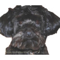 Yorkshire Terrier-Poodle Mix mousepad
