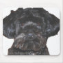 Yorkshire Terrier-Poodle Mix