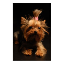 Yorkshire Terrier Portrait posters
