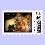 Yorkshire Terrier Postage stamps