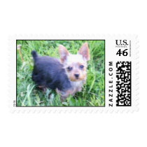 Yorkshire Terrier postage by slaxelson Yorkshire Terrier postage