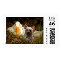 Yorkshire Terrier Postage With Duck postage by normagolden Yorkshire Terrier Postage With Duck postage