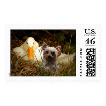 Yorkshire Terrier Postage With Duck