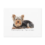 Yorkshire terrier postcards