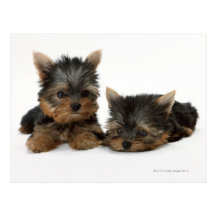 Yorkshire Terrier Postcard