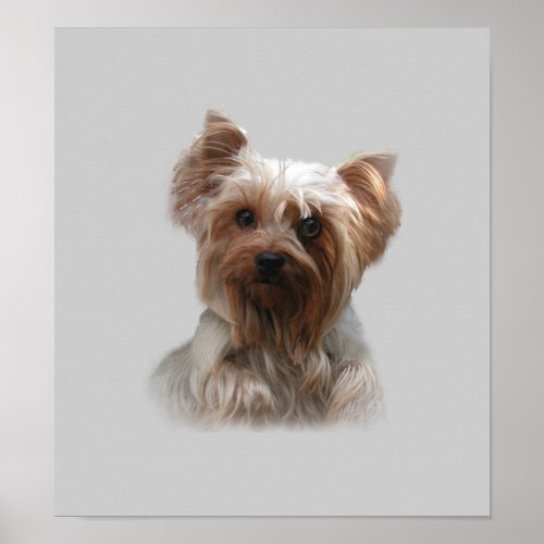 Yorkshire Terrier Poster print