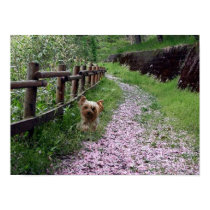 Yorkshire Terrier Poster posters