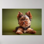 Yorkshire Terrier Posters