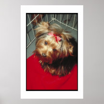 Yorkshire Terrier Poster