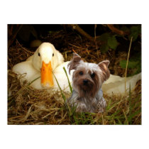 Yorkshire Terrier Poster With Duck posters