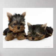 Cute Yorkshire Terrier puppy dog Poster