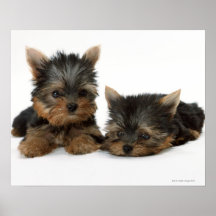 Yorkshire Terrier Posters