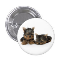 Yorkshire Terrier Puppies Button