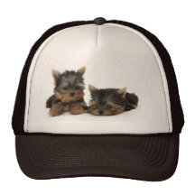 Yorkshire Terrier Puppies Hat