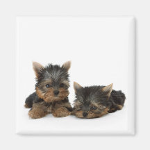 Yorkshire Terrier Puppies Magnet