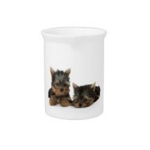 Yorkshire Terrier Puppies Pitcher